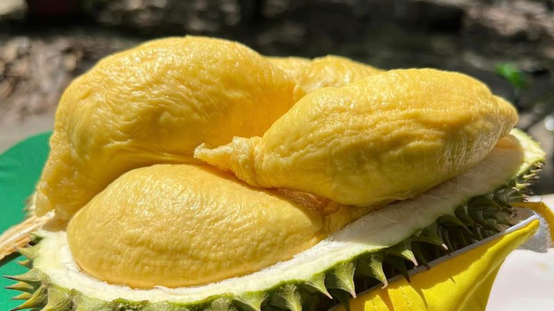 Mẹo xử lý và cách chế biến sầu riêng bị sượng thành món ngon