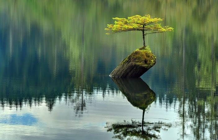 Cái cây đơn độc