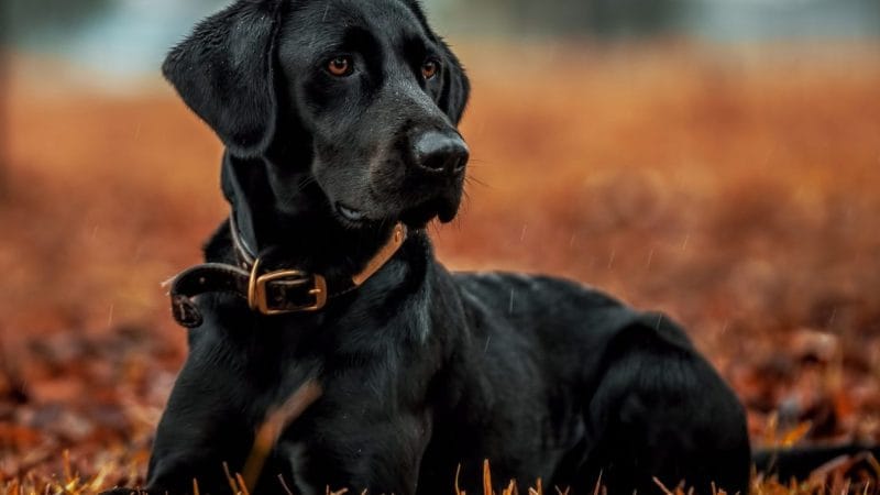 Lòng tự trọng của chó