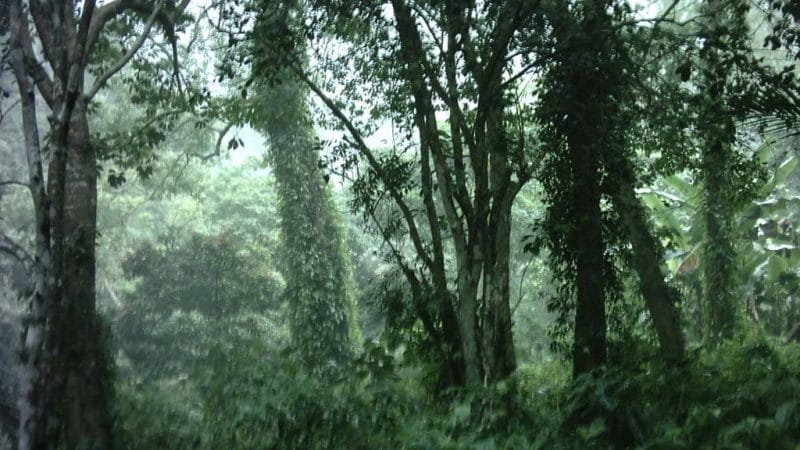 Tiếng Vọng Rừng Sâu