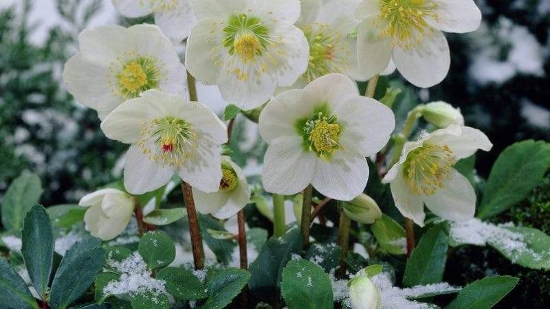 Huyền thọai Hoa Hồng Tuyết.