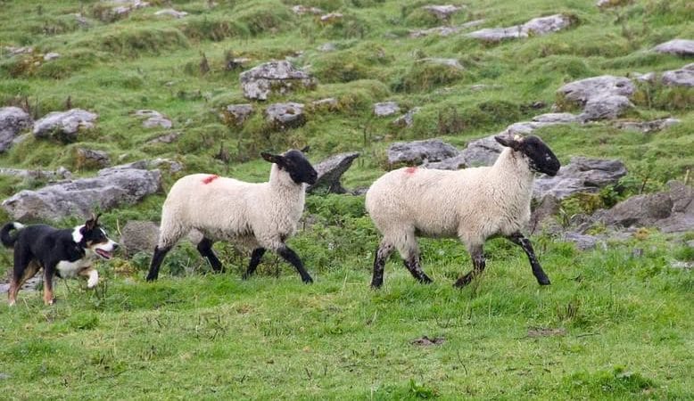 LẤY ÂN ĐỀN OÁN – THÊM BẠN BỚT THÙ