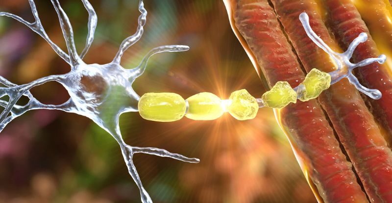 Khi bạn tập luyện cường độ cao, não sẽ tự “ăn” chính nó