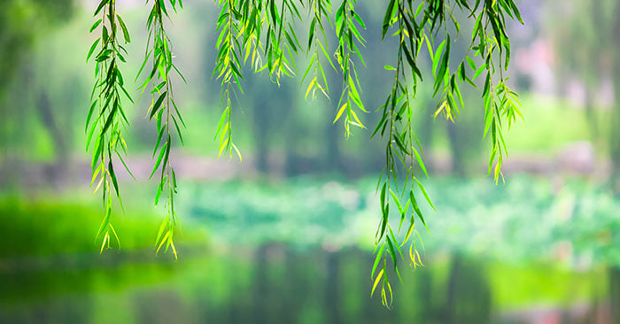 Tại sao nói: ‘Vô tình cắm liễu, liễu xanh um’?
